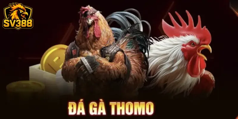 Kèo đá gà Thomo SV388 – Phân tích cựa sắt và chiến thuật đỉnh cao 1 Kèo đá gà Thomo SV388 – Phân tích cựa sắt và chiến thuật đỉnh cao