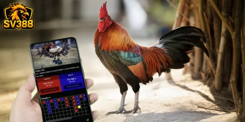 Kèo Hiệp 2 Đá Gà SV388 - Chiến Thuật Đảo Ngược Tình Thế Hay 1 Kèo Hiệp 2 Đá Gà SV388 - Chiến Thuật Đảo Ngược Tình Thế Hay
