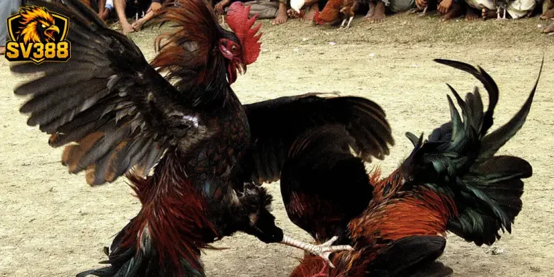 Kèo gà đá chung kết SV388: Tuyệt chiêu soi kèo hái tài lộc 4 Chiến thuật quản lý vốn thông minh cùng hệ thống SV388